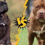 Is Cane Corso More Aggressive than Pitbull?