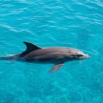 Dolphin Discovery