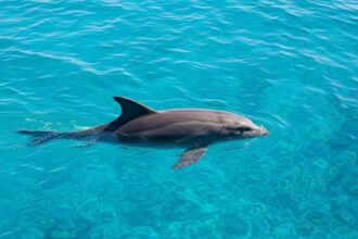 Dolphin Discovery
