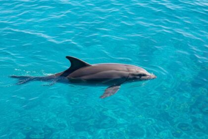 Dolphin Discovery